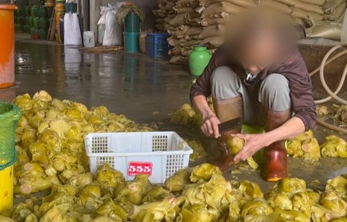 土坑酸菜2.0 網友已看吐,工人赤腳踩姜 踩多了就不辣 ,還向腌制坑口吐白色異物,原料堆馬路腐爛污水橫流 腐臭彌漫